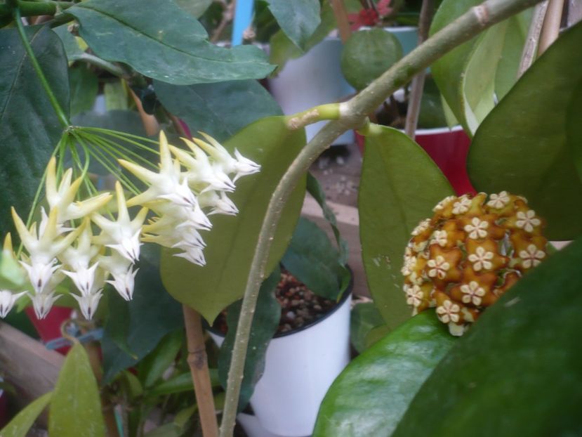 P1500524 - HOYA 2021-2