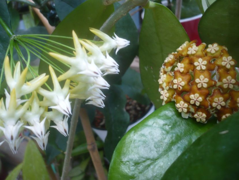 P1500527 - HOYA 2021-2