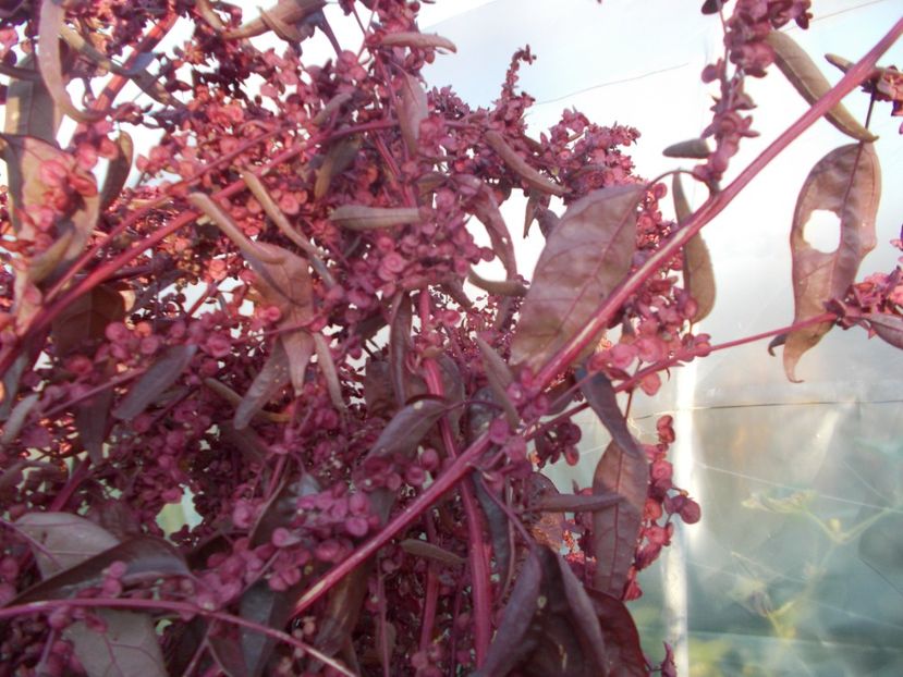  - SEMINTE LOBODA ROSIE - ATRIPLEX HORTENSIS