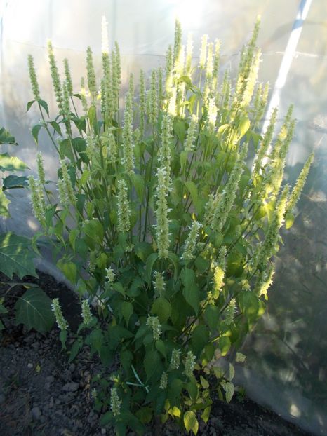  - SEMINTE AGASTACHE FOENICULUM ALB - D 30