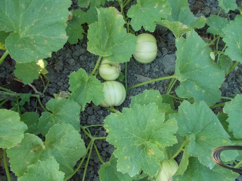  - SEMINTE PEPENE GALBEN - D 120 KIKU CHRYSANTHEMUM