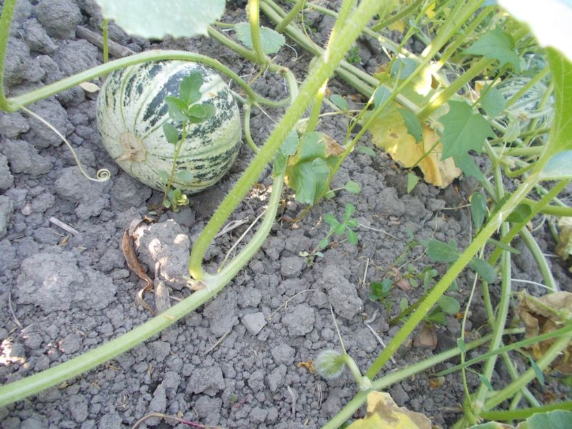  - SEMINTE PEPENE GALBEN - D 123 TIGER MELON