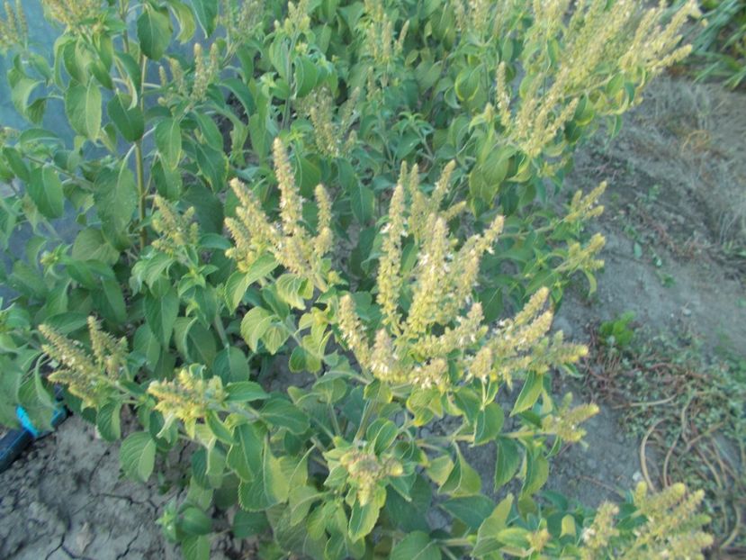  - SEMINTE BUSUIOC - D 155 TULSI MTULE