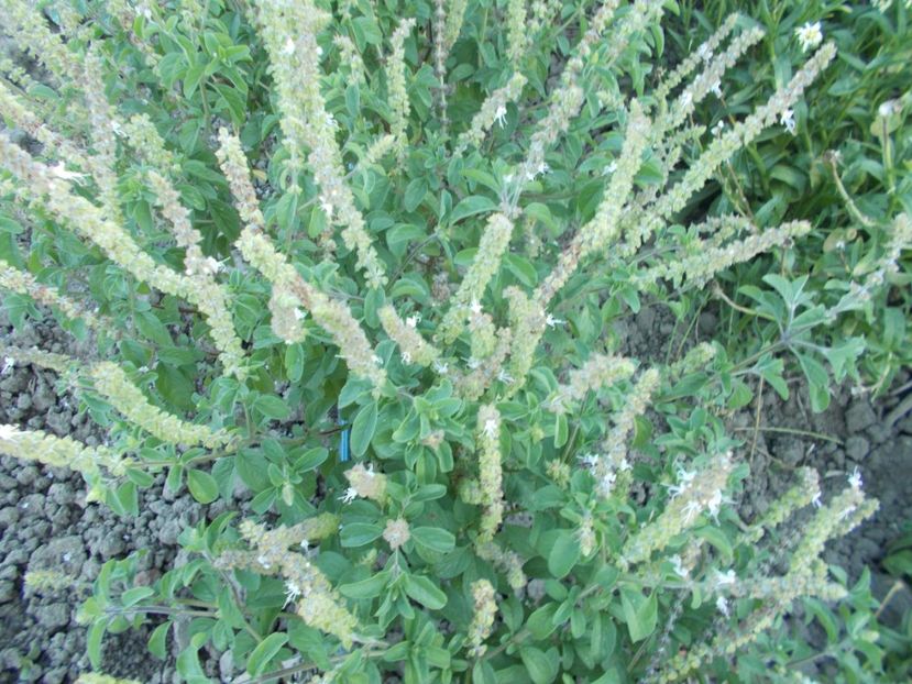  - SEMINTE BUSUIOC - D 153 KAPURA TULSI