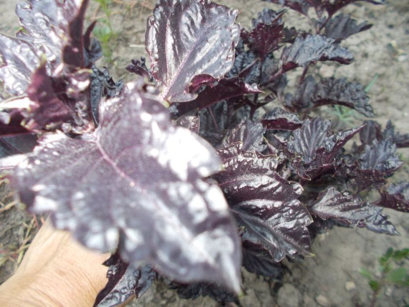  - SEMINTE BUSUIOC - PURPLES RUFLES