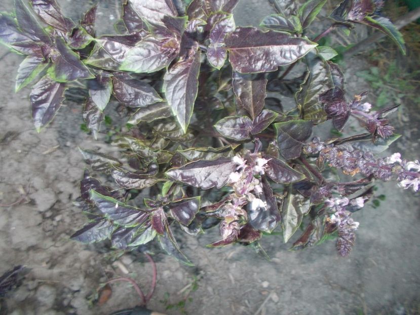  - SEMINTE BUSUIOC - PURPLES RUFLES