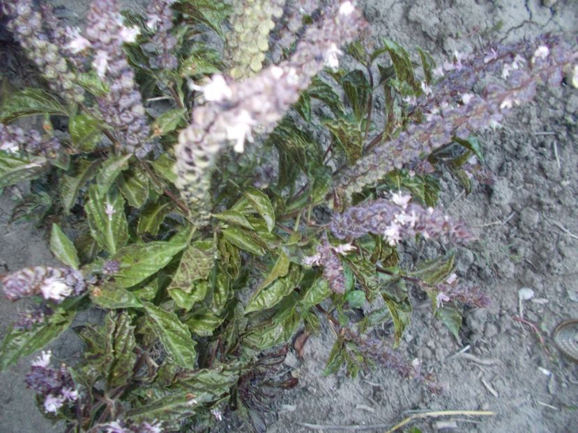  - SEMINTE BUSUIOC - PURPLES RUFLES