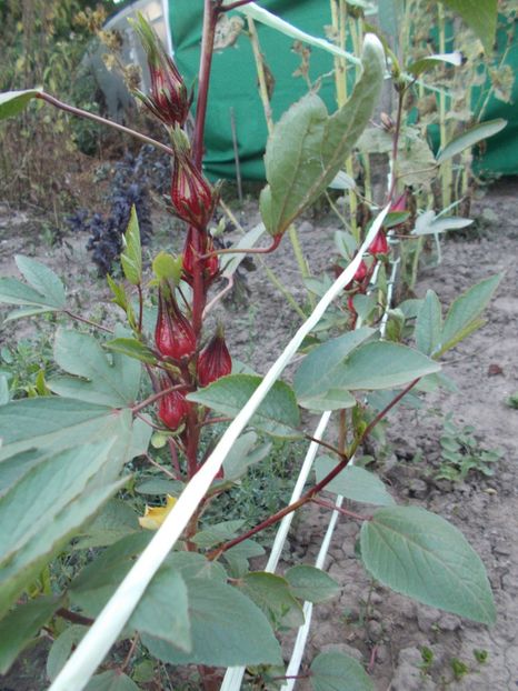  - SEMINTE HIBISCUS SABDARIFFA - D 205 ROSELLE