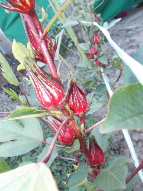  - SEMINTE HIBISCUS SABDARIFFA - D 205 ROSELLE