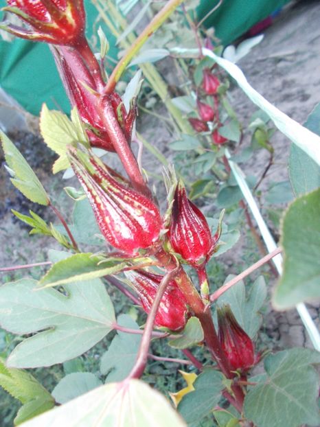  - SEMINTE HIBISCUS SABDARIFFA - D 205 ROSELLE