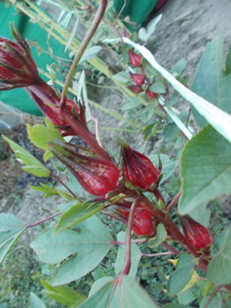  - SEMINTE HIBISCUS SABDARIFFA - D 205 ROSELLE