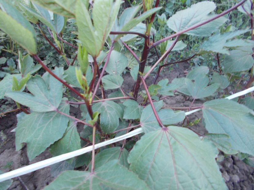  - SEMINTE HIBISCUS SABDARIFFA - D 205 ROSELLE