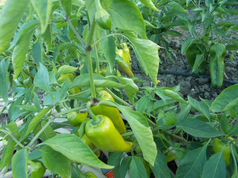  - SEMINTE ARDEI - A 28 SPITZ PAPRIKA ROT