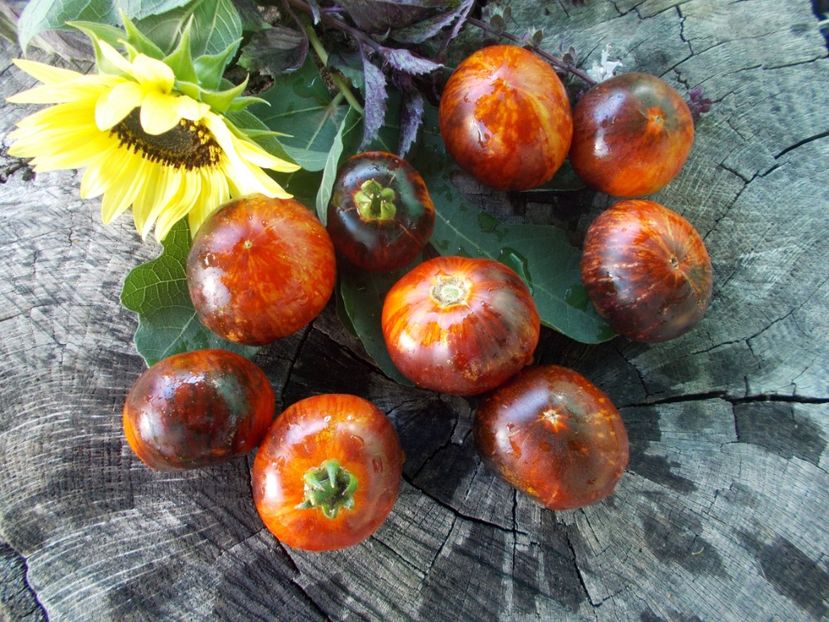  - SEMINTE ROSII - T 764 ANTHO STRIPPED DWARF