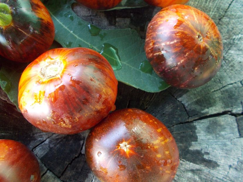  - SEMINTE ROSII - T 764 ANTHO STRIPPED DWARF