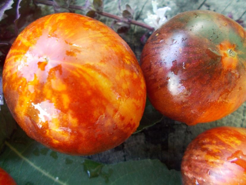  - SEMINTE ROSII - T 764 ANTHO STRIPPED DWARF