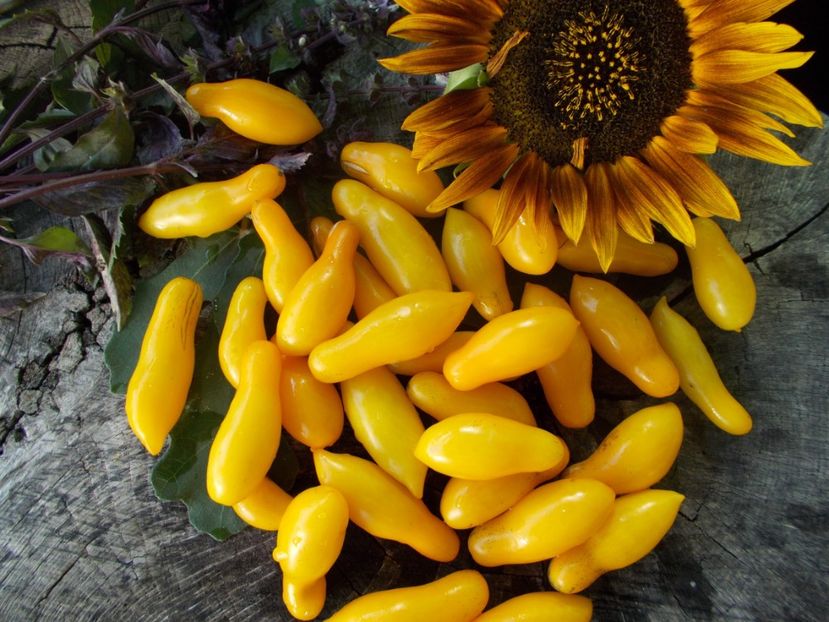  - SEMINTE ROSII - T 669 BORGHESE VASE ROMAN - curgatoare de ghiveci