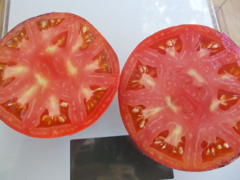  - SEMINTE ROSII - T 729 BLUE TOM