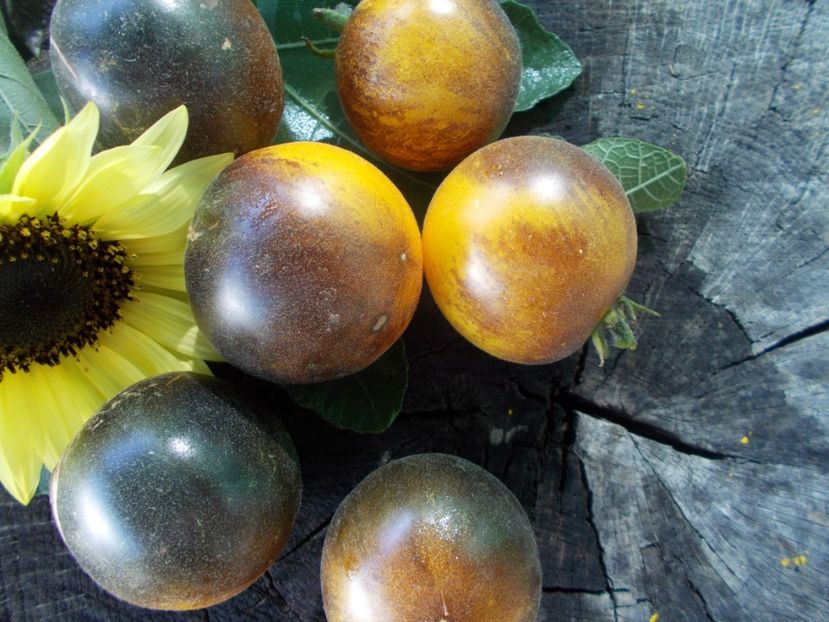  - SEMINTE ROSII - T 776 YAMALI BLUE