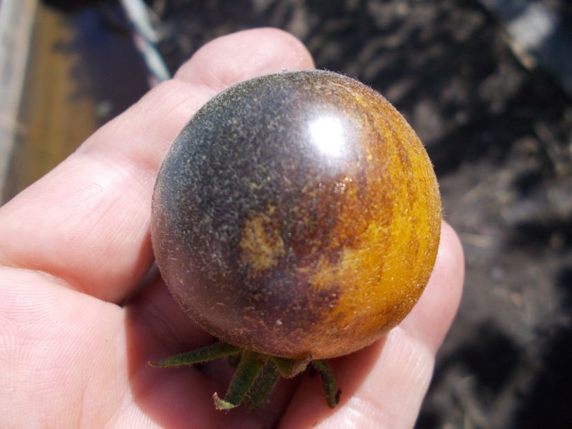  - SEMINTE ROSII - T 776 YAMALI BLUE