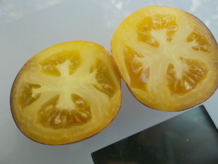  - SEMINTE ROSII - T 776 YAMALI BLUE