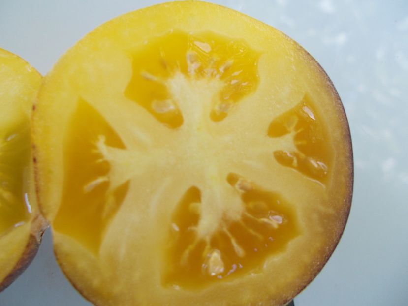  - SEMINTE ROSII - T 776 YAMALI BLUE