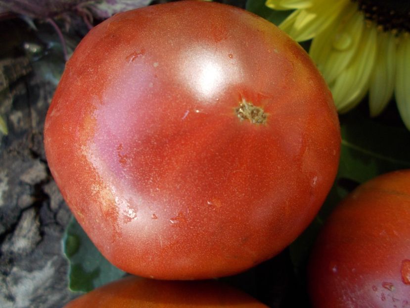  - SEMINTE ROSII - T 655 SHOKOLADNAYA GLYBA