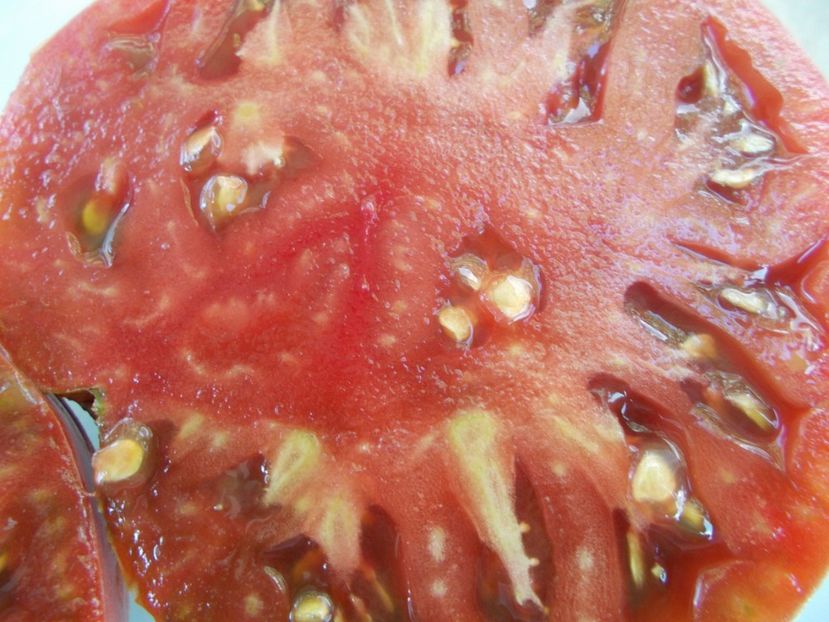  - SEMINTE ROSII - T 655 SHOKOLADNAYA GLYBA