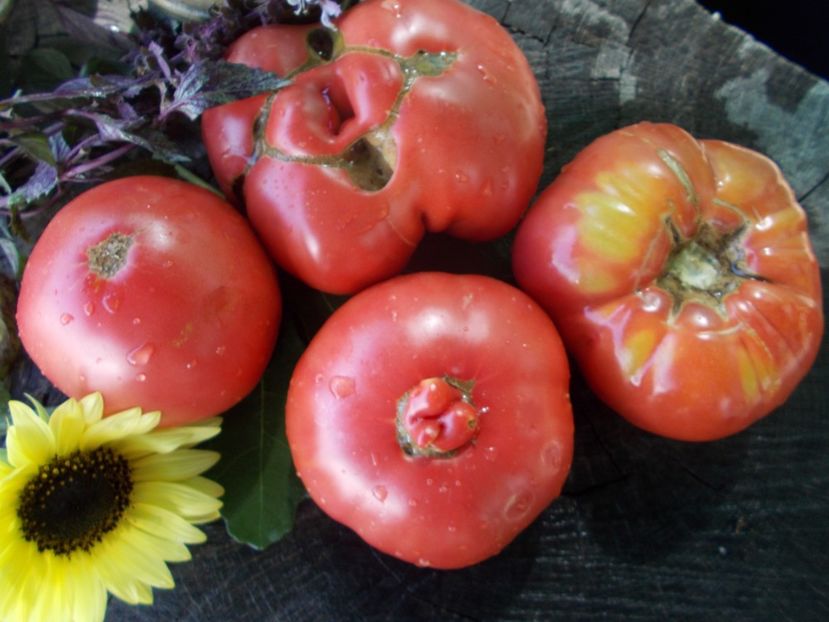  - SEMINTE ROSII - T 779 KITAYSKIY VELIKAN