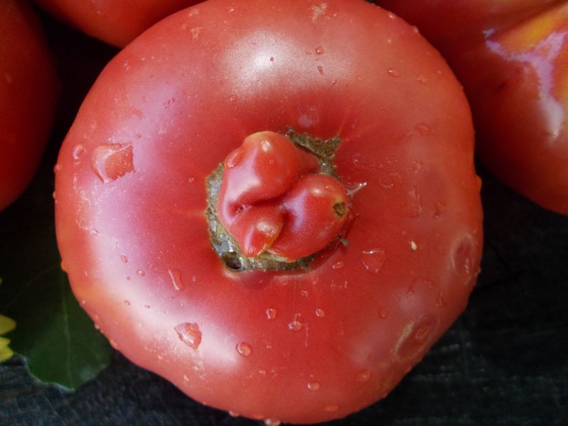  - SEMINTE ROSII - T 779 KITAYSKIY VELIKAN