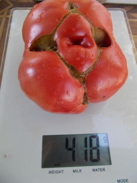  - SEMINTE ROSII - T 779 KITAYSKIY VELIKAN