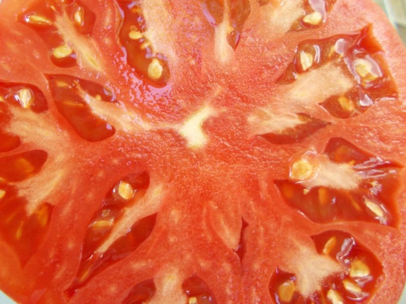  - SEMINTE ROSII - T 779 KITAYSKIY VELIKAN