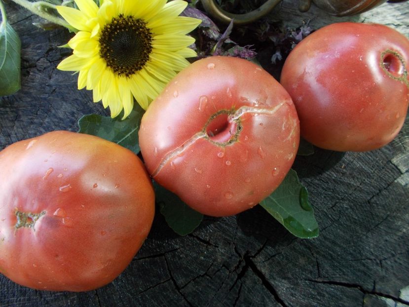  - SEMINTE ROSII - T 657 BLAUE KASACHSTAN