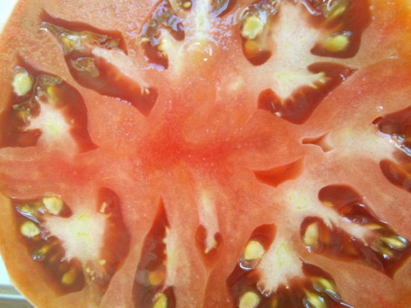  - SEMINTE ROSII - T 657 BLAUE KASACHSTAN