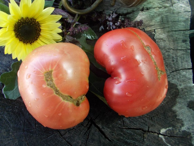  - SEMINTE ROSII - T 714 JEFF DAVIS