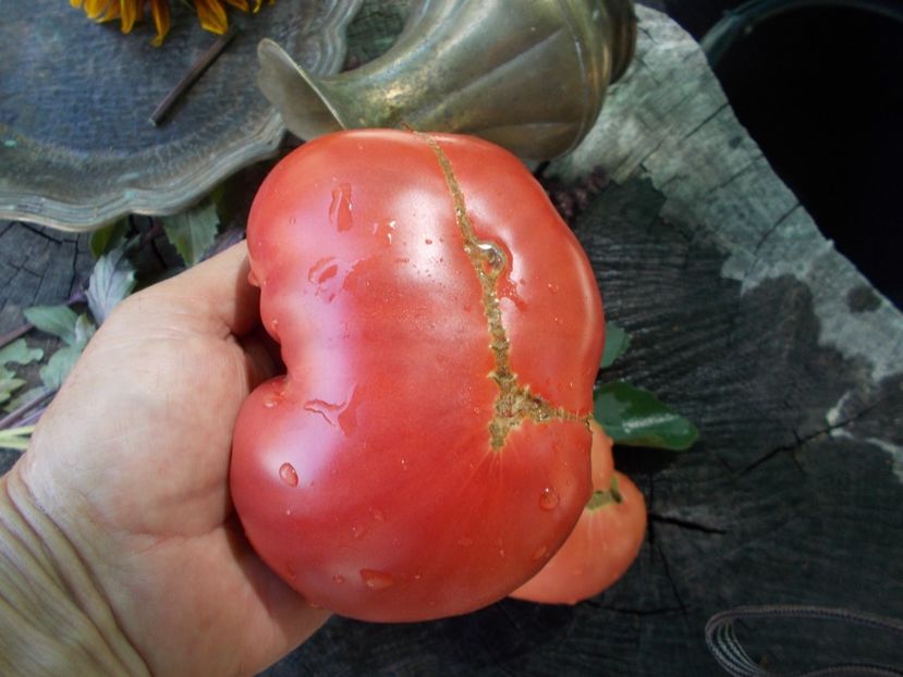  - SEMINTE ROSII - T 714 JEFF DAVIS