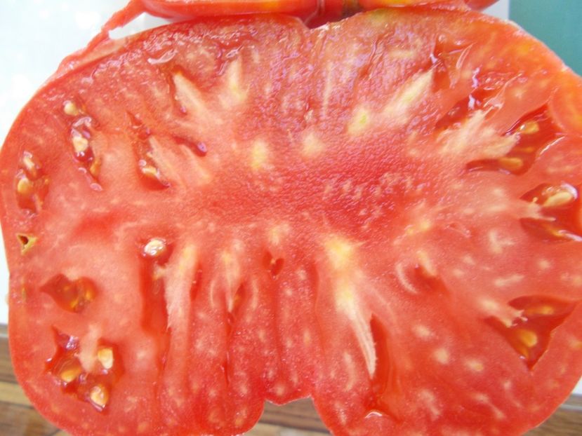  - SEMINTE ROSII - T 714 JEFF DAVIS