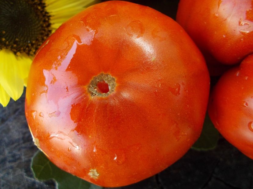  - SEMINTE ROSII - T 645 COEUR DU TIBET