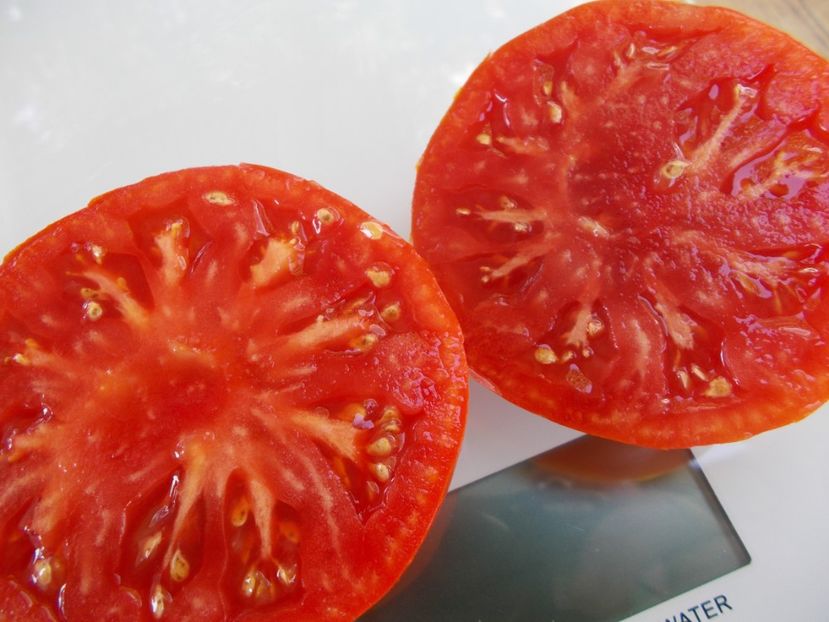  - SEMINTE ROSII - T 645 COEUR DU TIBET