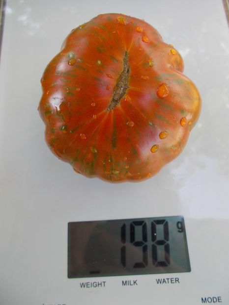  - SEMINTE ROSII - T 728 HERSEY BOAR