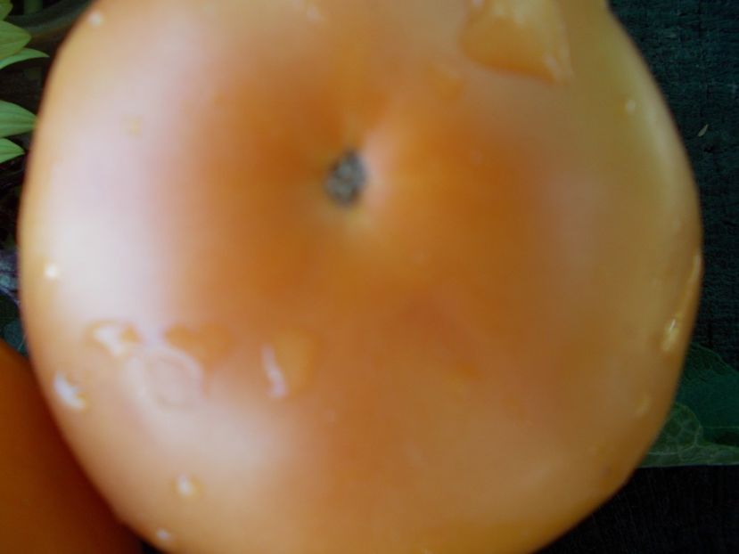  - SEMINTE ROSII - T 717 YANTARNYY TOLSTYACHOK - sezon scurt