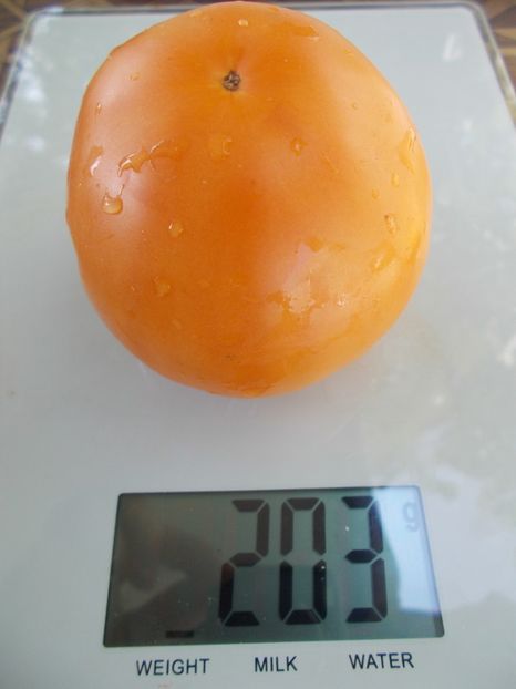  - SEMINTE ROSII - T 717 YANTARNYY TOLSTYACHOK - sezon scurt