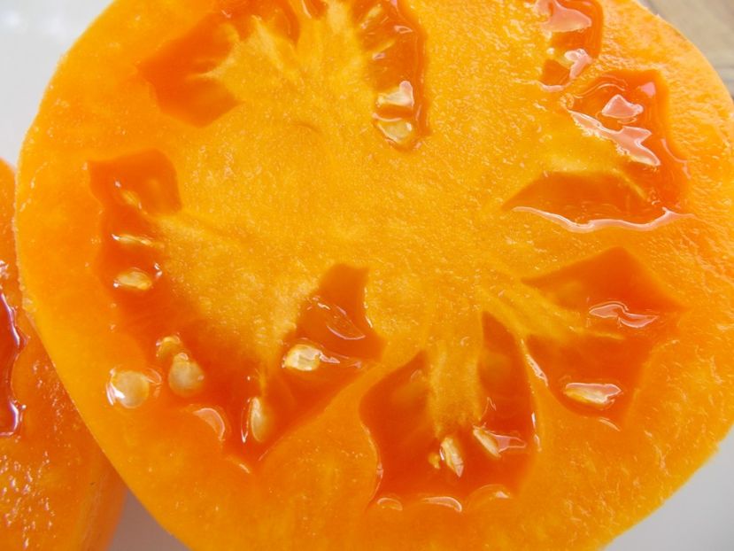  - SEMINTE ROSII - T 717 YANTARNYY TOLSTYACHOK - sezon scurt