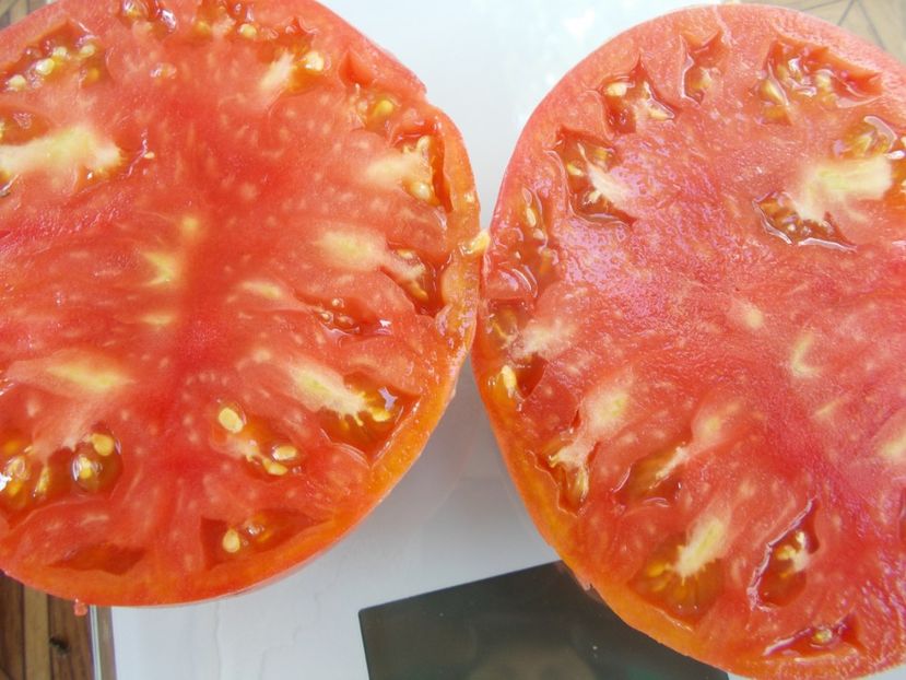  - SEMINTE ROSII - T 667 ALI-BABA