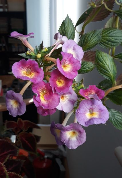  - 0001 2022 - BriD s Elegante