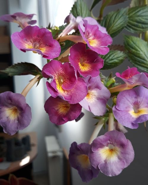  - 0001 2022 - BriD s Elegante