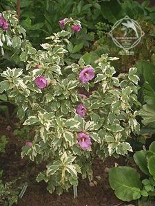 HIBISCUS SYRIACUS Meehanii variegata4 - HIBISCUS SYRIACUS variegata