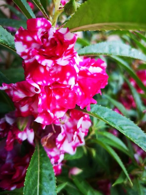 Balsamine bicolore - 0 0 2021