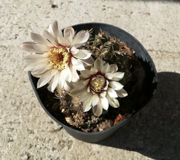  - Gymnocalicium quehlianum