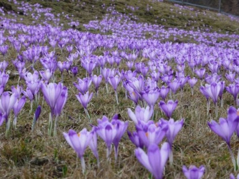 Branduse - - B - Ni Hao !